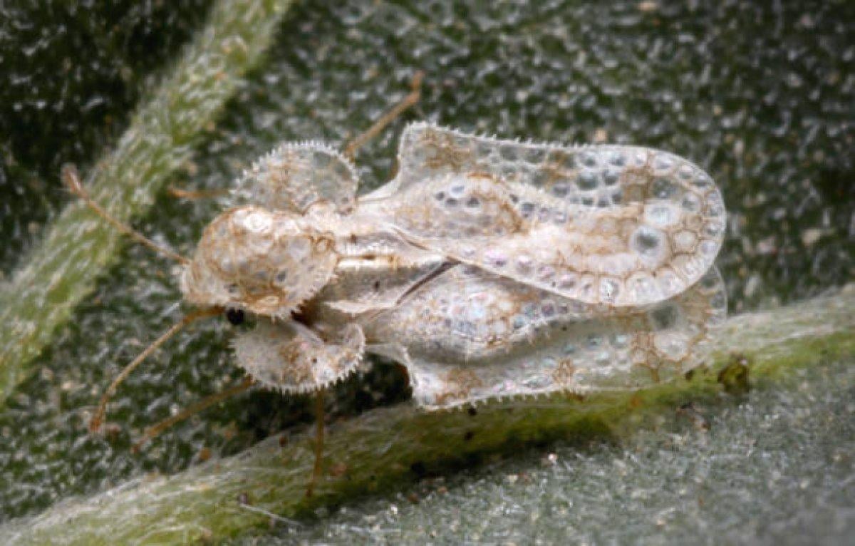 Trakyalıların kabusu: Dantel böceği nedir, nasıl anlaşılır? İşte uzaklaştırma yolları