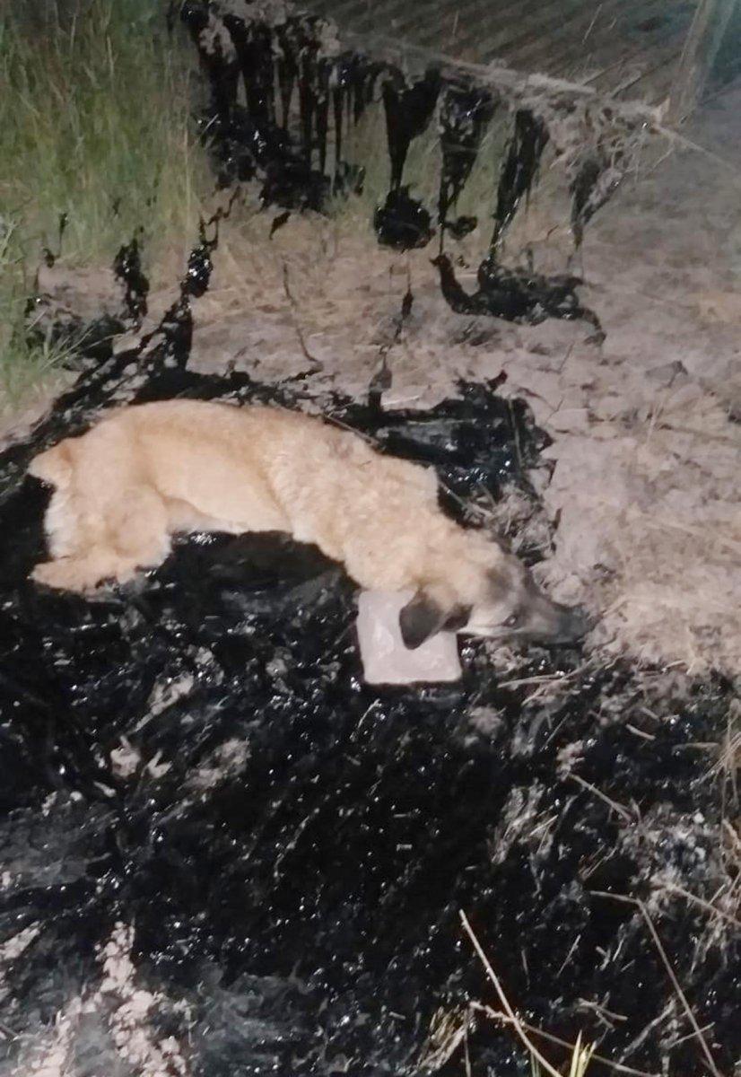 Ağrı'da zifte yapışan köpek, 2 saatte kurtarıldı