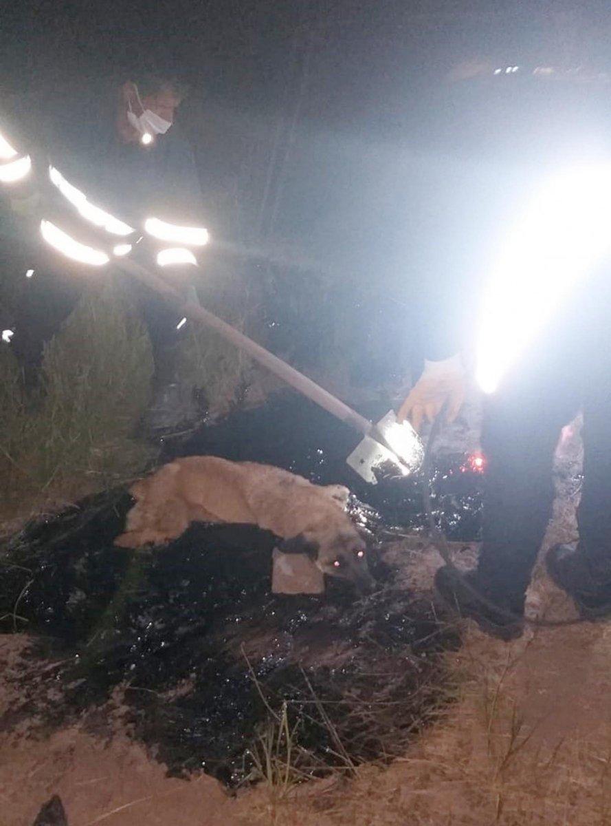 Ağrı'da zifte yapışan köpek, 2 saatte kurtarıldı