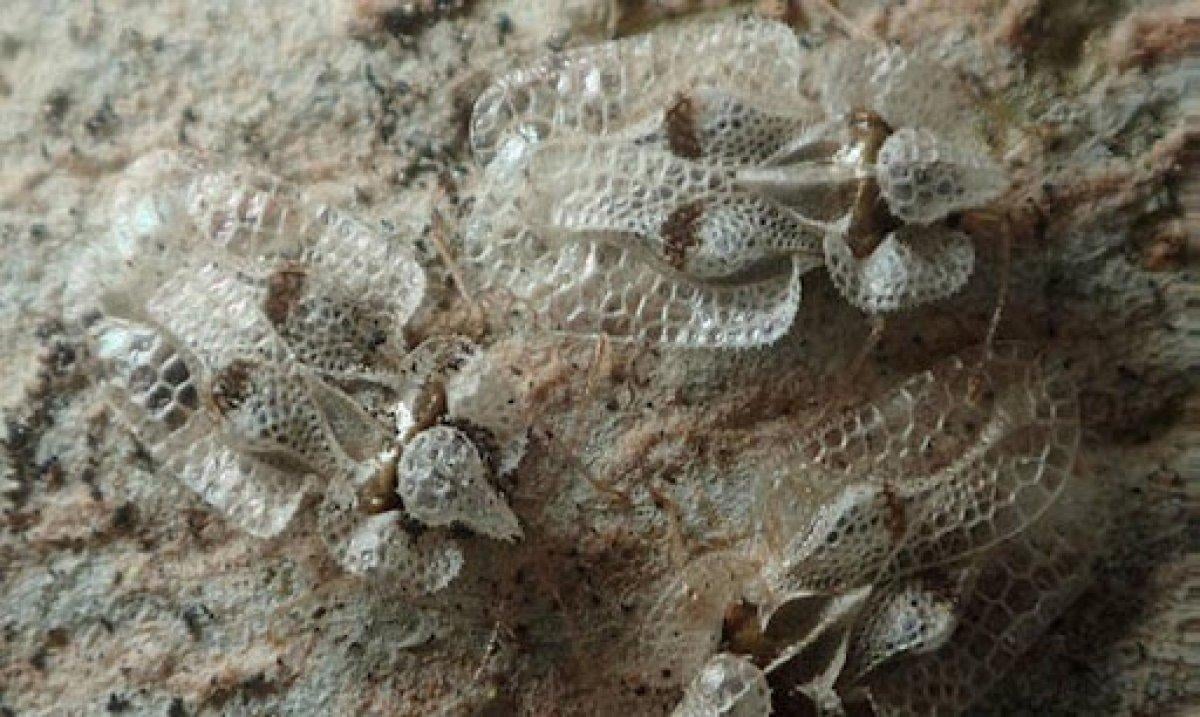 Trakyalıların kabusu: Dantel böceği nedir, nasıl anlaşılır? İşte uzaklaştırma yolları