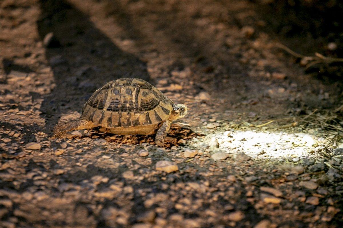 Tunus'ta orman yangını