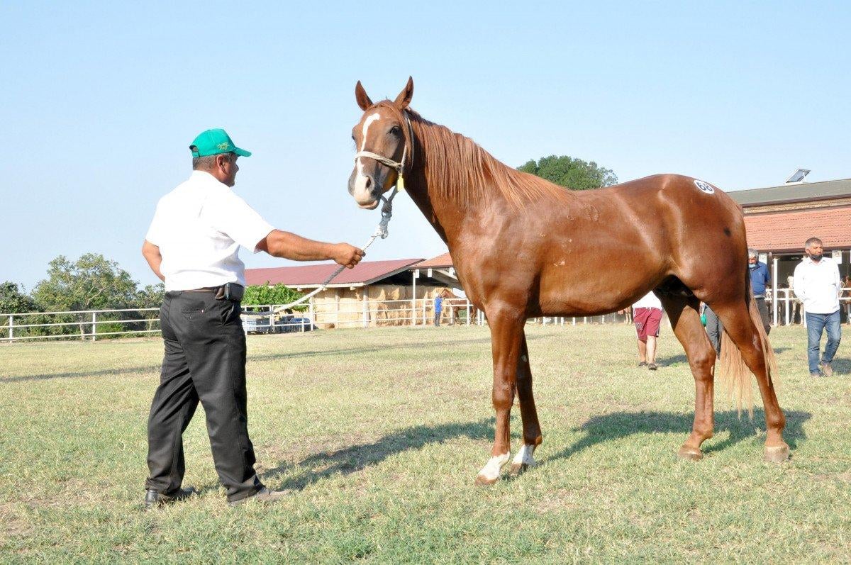 68 safkan Arap tayı, 8,5 milyon TL'ye satıldı