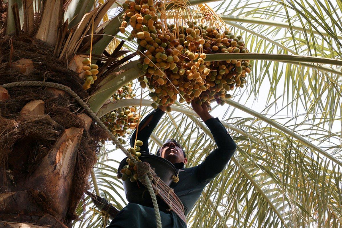 Suudi Arabistan'da hurma pazarı kuruldu