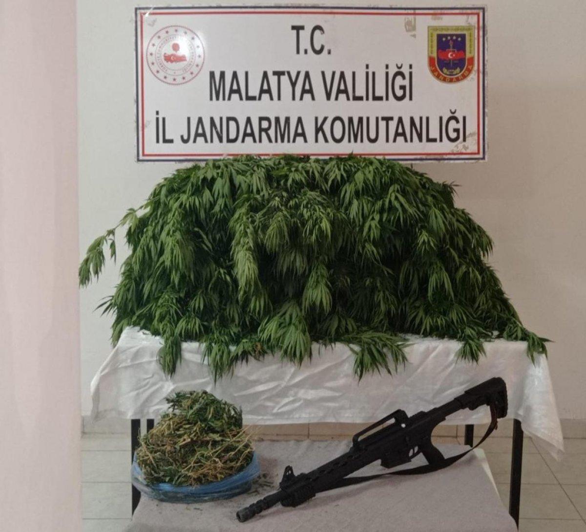 Malatya’da 2 bin 392 kök Hint keneviri ele geçirildi