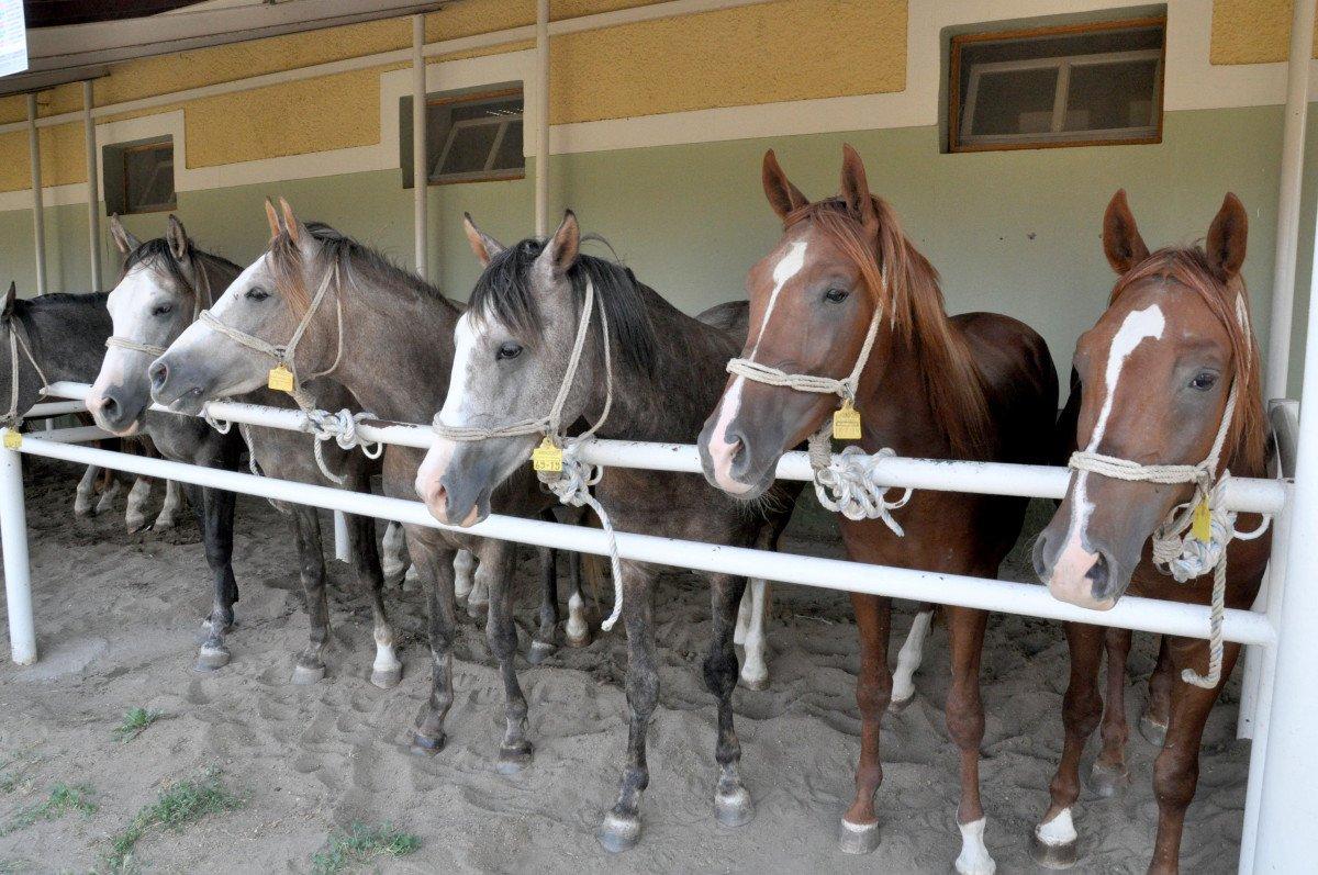 68 safkan Arap tayı, 8,5 milyon TL'ye satıldı