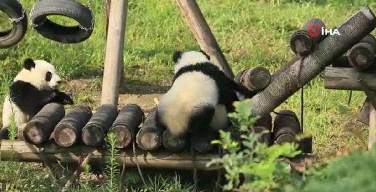 Çin’de yavru pandaların oyunu kamerada