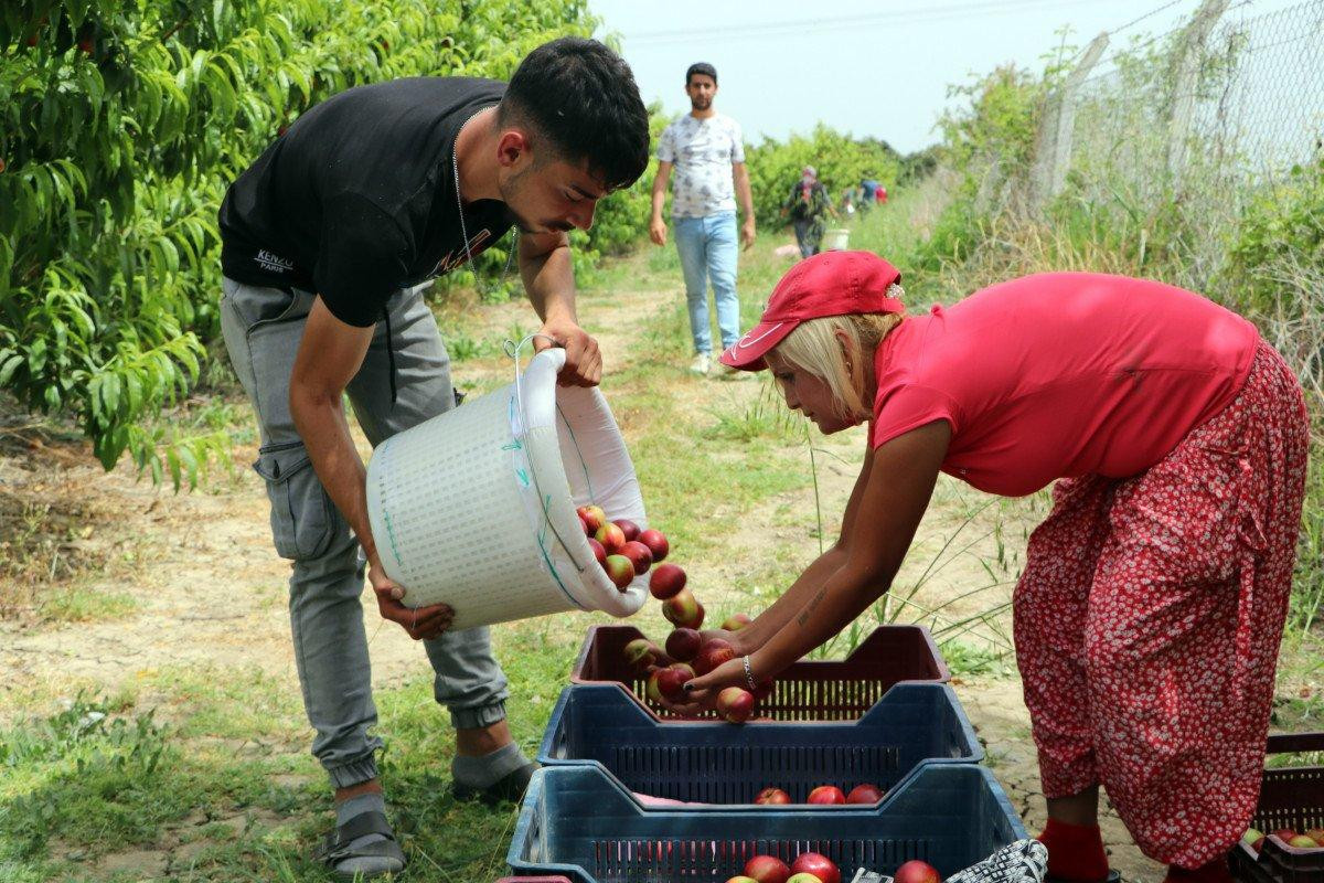 Şeftali ve nektarin bahçede 6 markette 18 lira