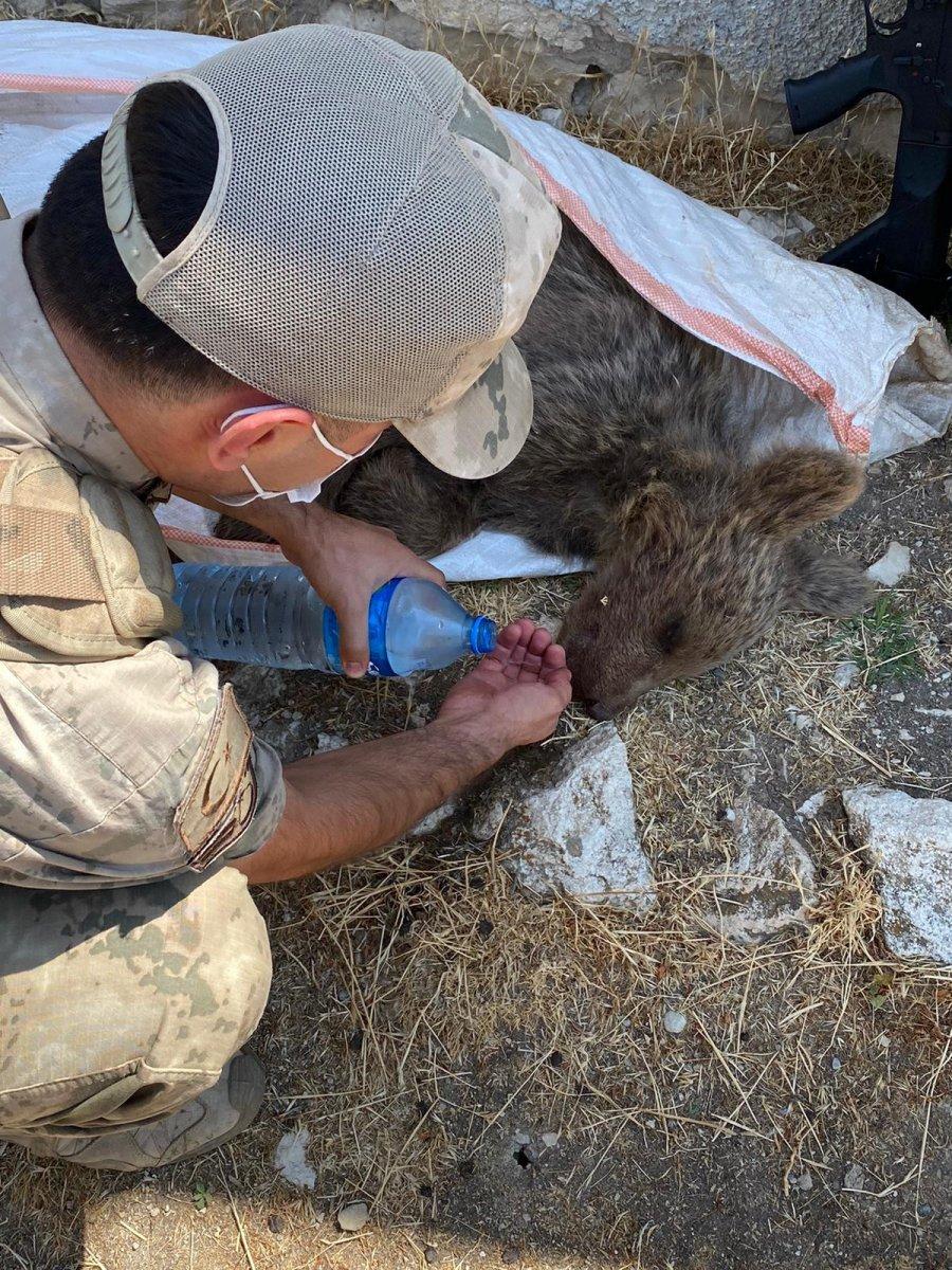 Tunceli’de jandarma ekipleri, yavru ayıya elleri ile su içirdi