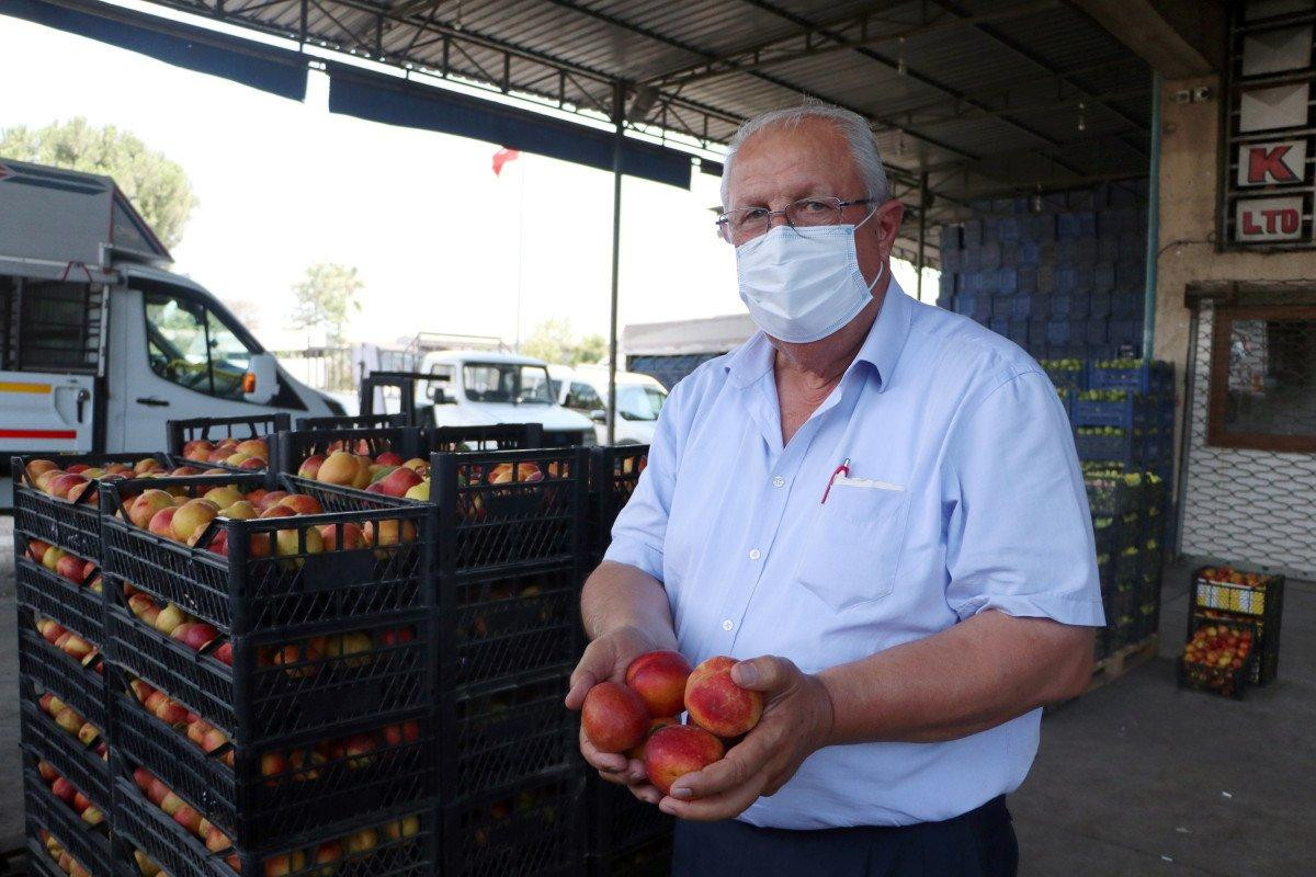 Şeftali ve nektarin bahçede 6 markette 18 lira