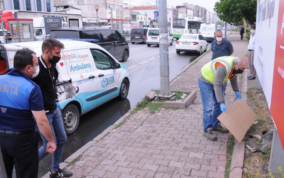 Kayseri'de gözleri oyulmuş ölü köpek bulundu