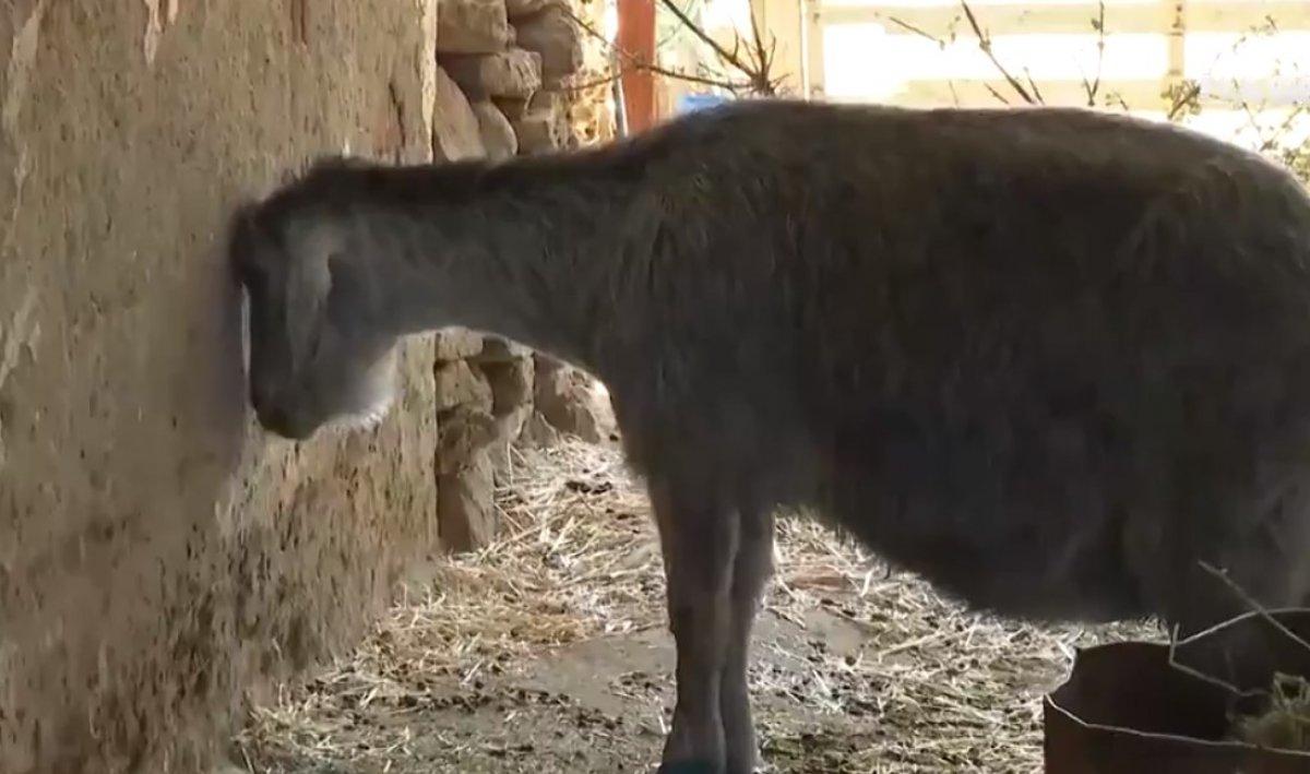 Yangın sırasında yavrusunu kaybeden anne keçinin içler acısı hali