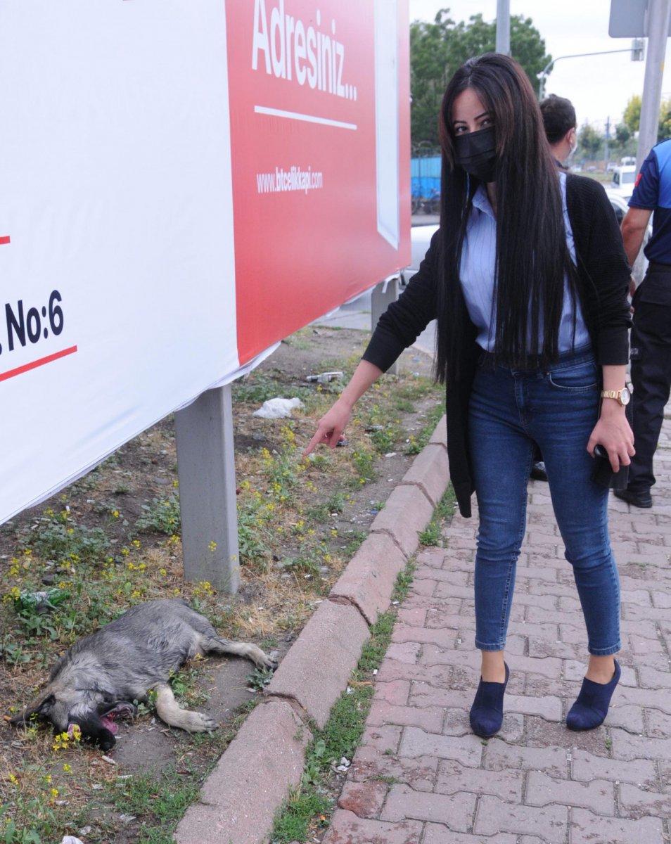 Kayseri'de gözleri oyulmuş ölü köpek bulundu