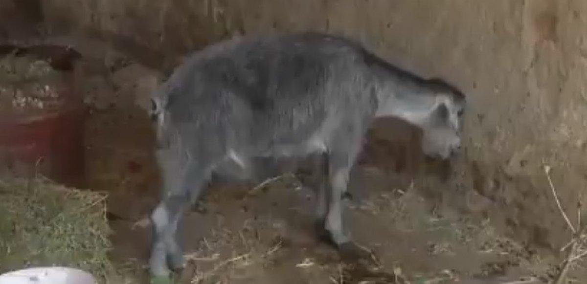 Yangın sırasında yavrusunu kaybeden anne keçinin içler acısı hali