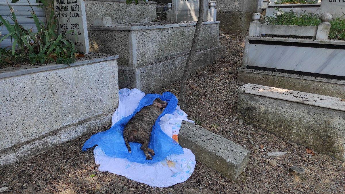 Şişli'de panik: İnsan cesedi zannedildi, köpek ölüsü çıktı