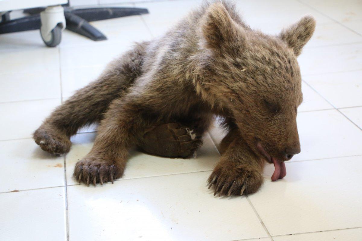 Tunceli'de kayadan düşen yavru ayı tedaviye alındı