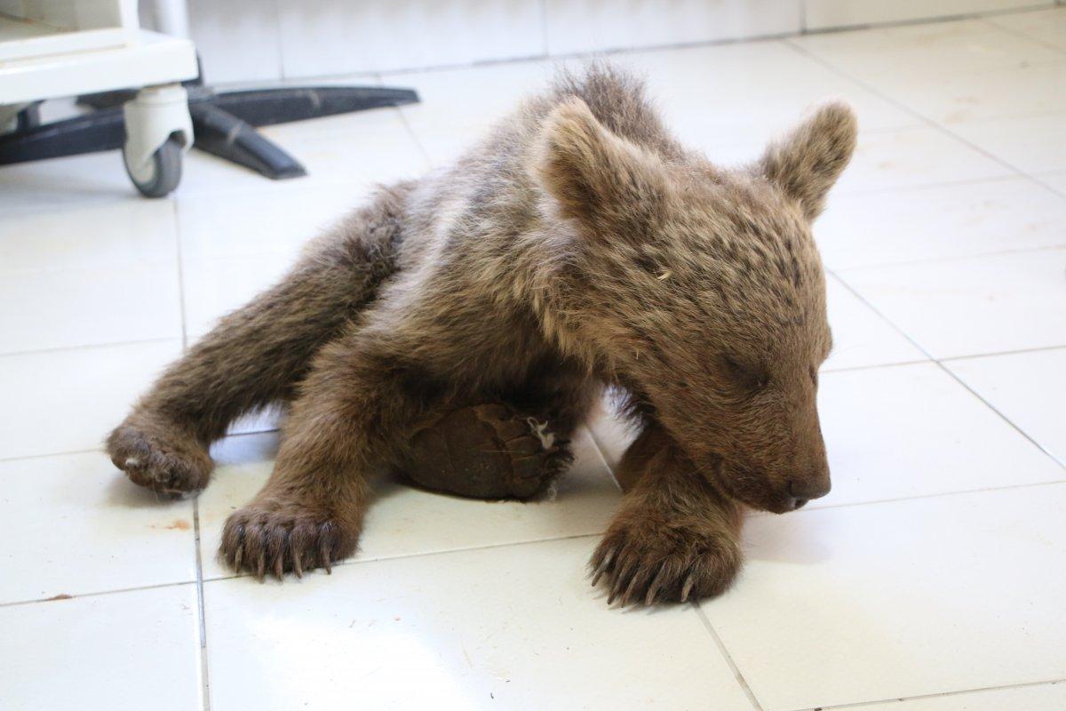 Tunceli'de kayadan düşen yavru ayı tedaviye alındı