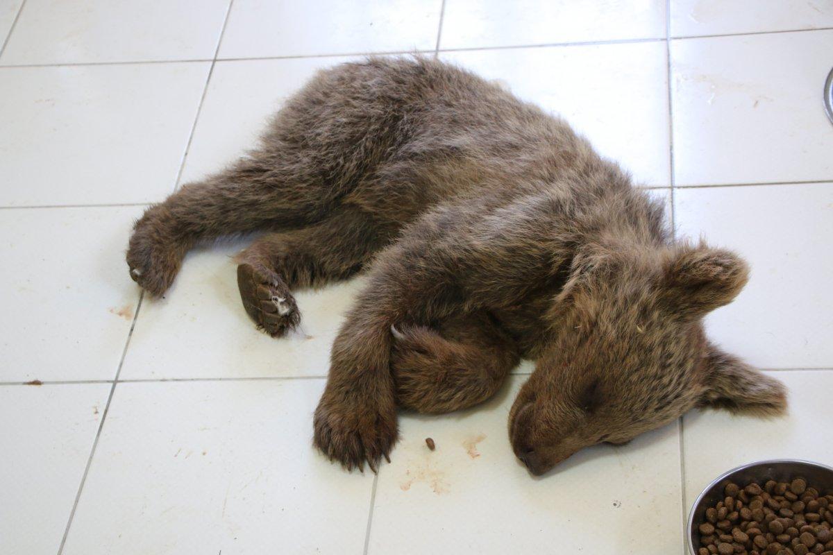 Tunceli'de kayadan düşen yavru ayı tedaviye alındı