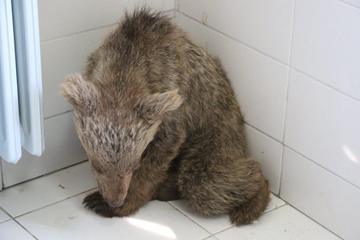 Tunceli'de kayadan düşen yavru ayı tedaviye alındı