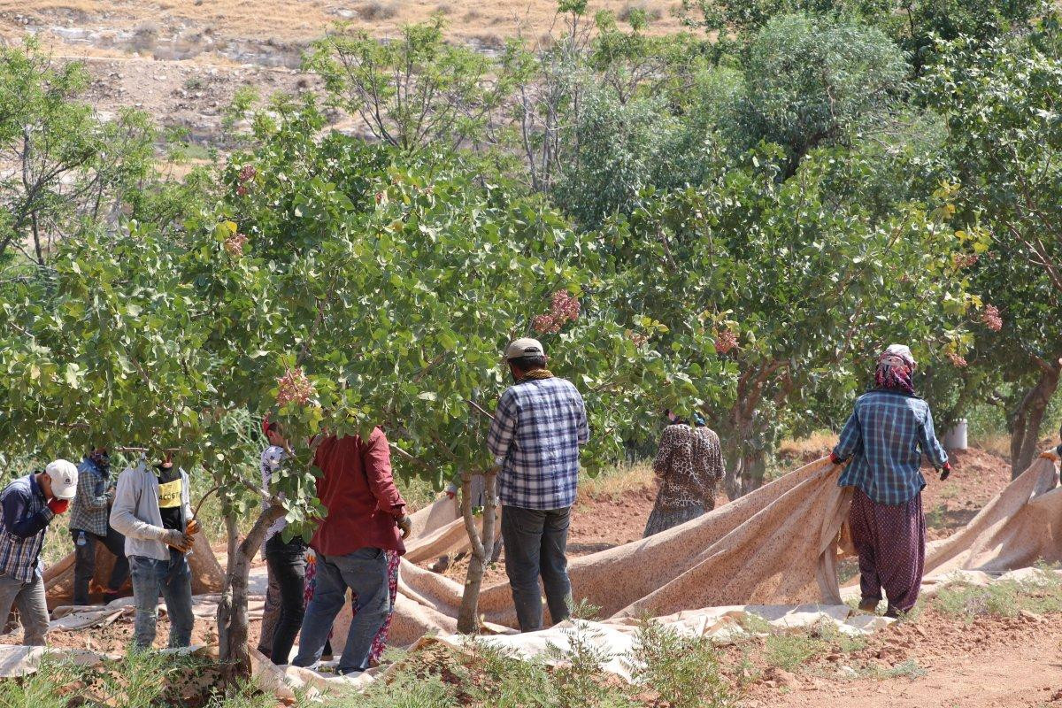 Antep fıstığının yok yılı
