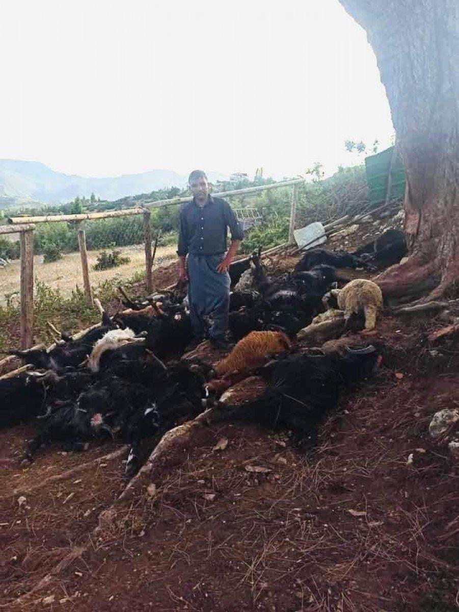 Mersin’de ağaca yıldırım düştü, hayvanlar telef oldu