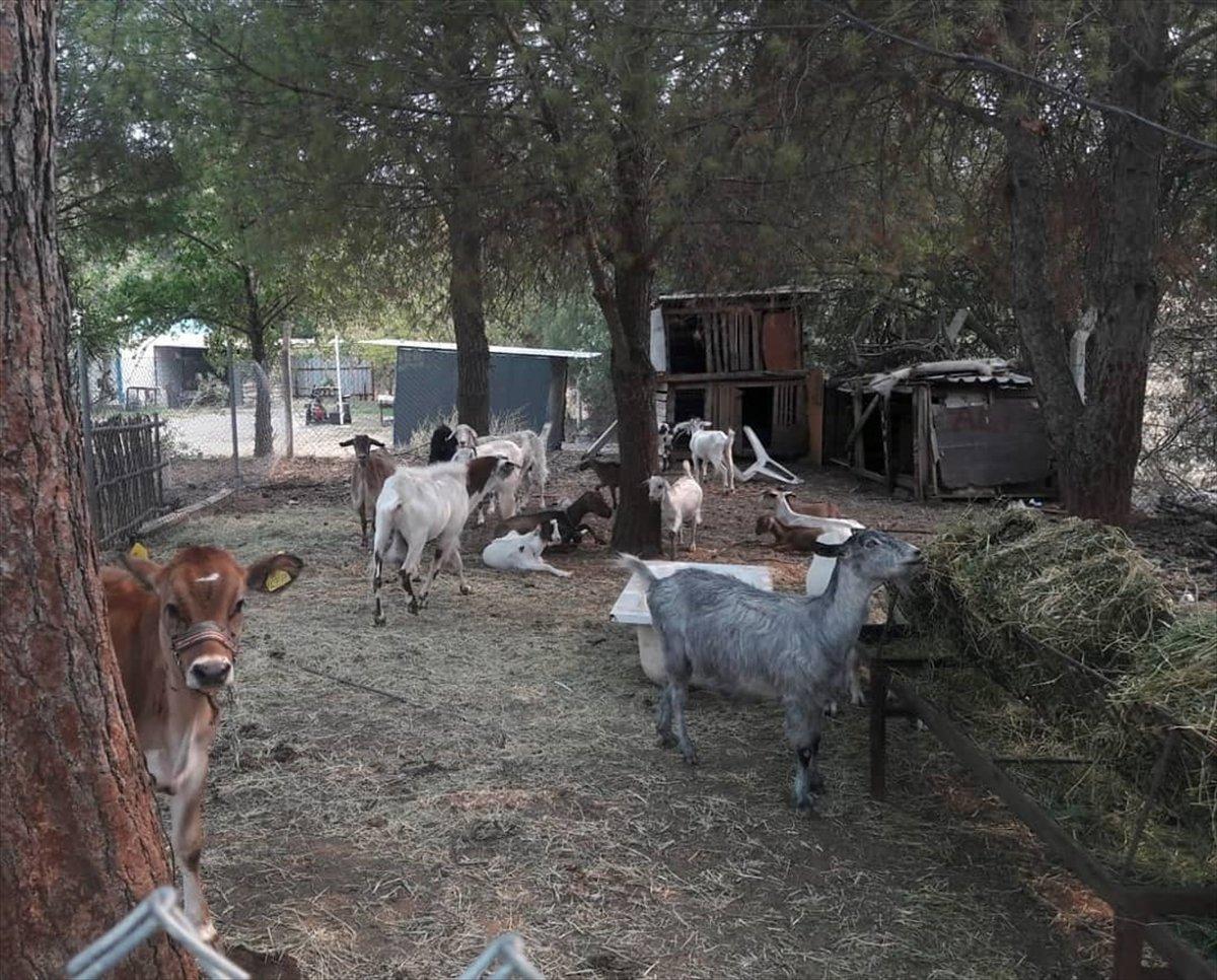 Marmaris'te yangından etkilenen hayvanlar bakımevine alındı