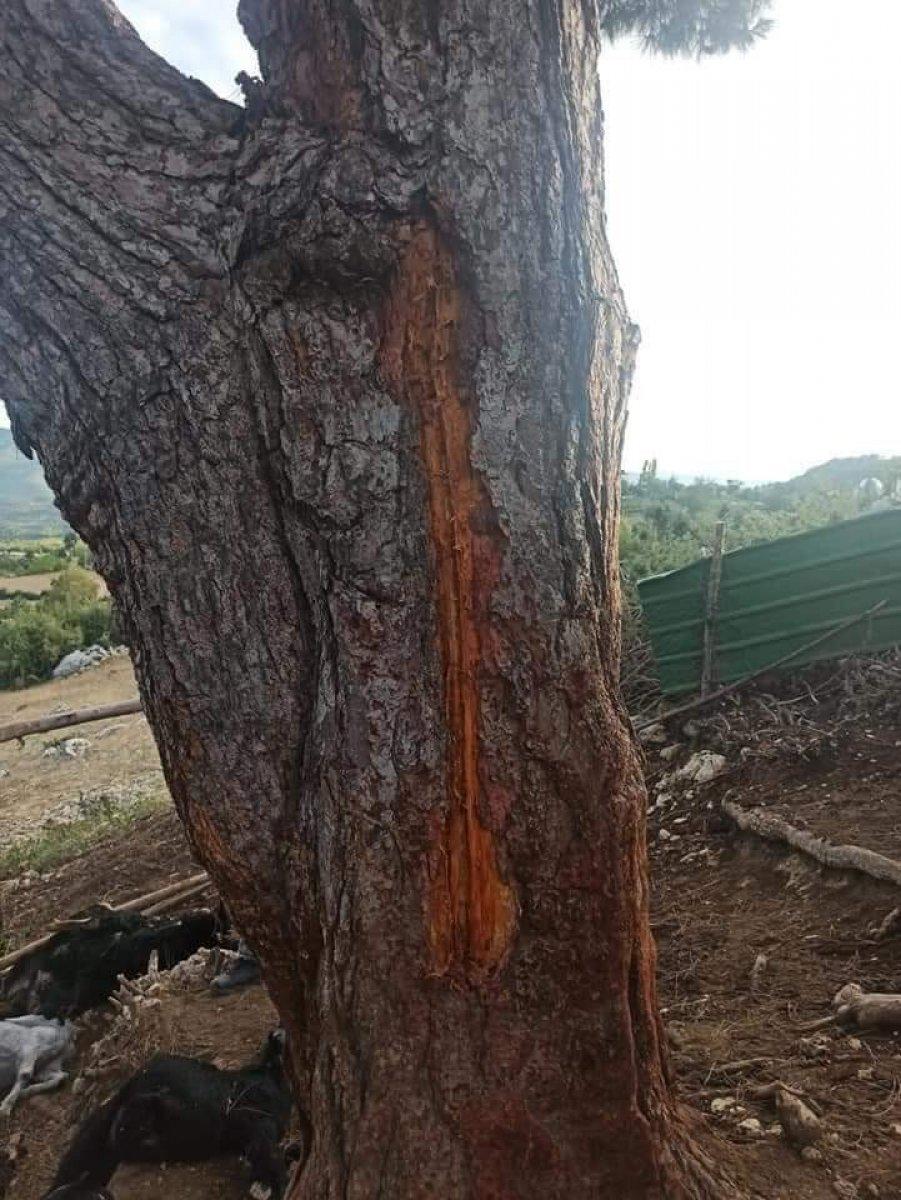 Mersin’de ağaca yıldırım düştü, hayvanlar telef oldu