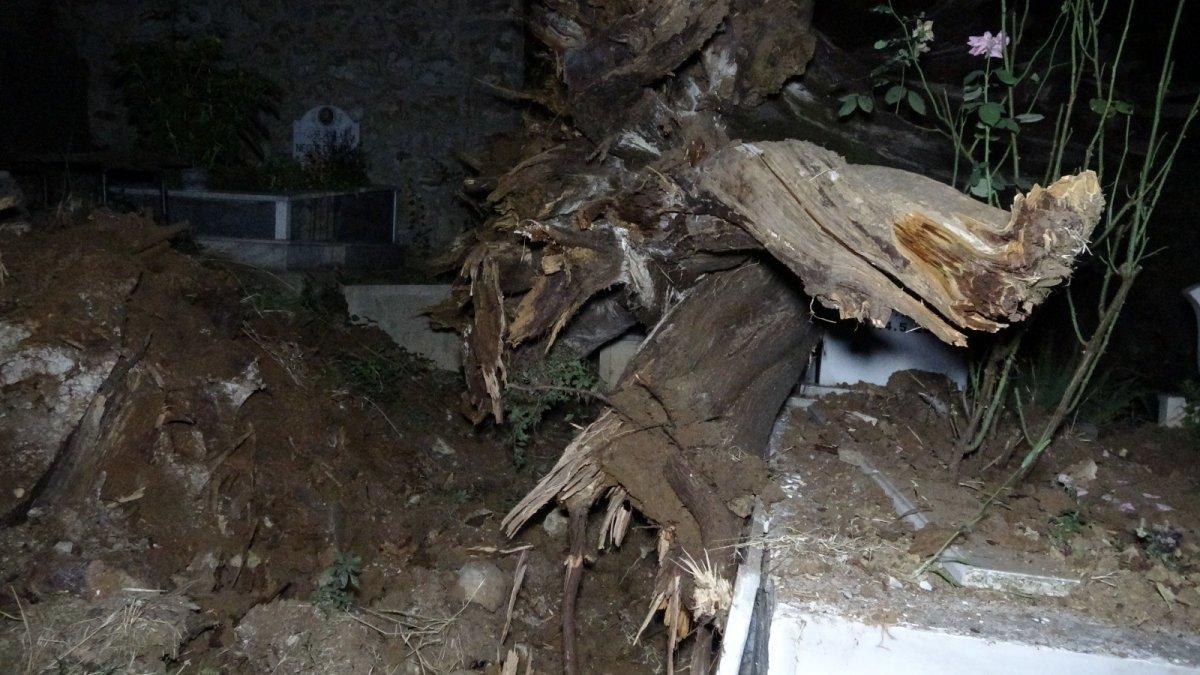 Bursa'da tarihi çınar ağacı, şehitliğe devrildi