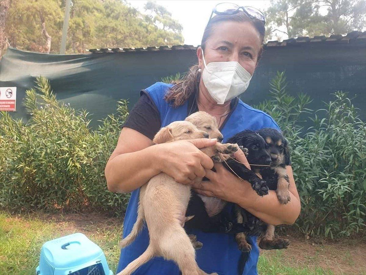 Marmaris'te yangından etkilenen hayvanlar bakımevine alındı