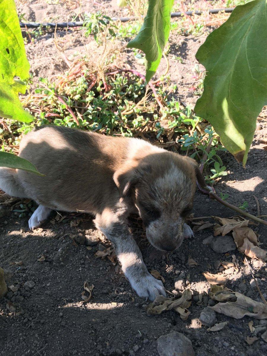 Isparta’da yavru köpekler, öldürülen annelerinin başında bekledi