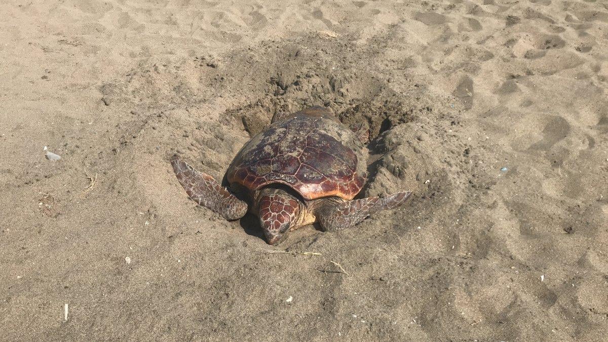 Mersin’de yumurtasını gündüz vakti bırakan caretta caretta