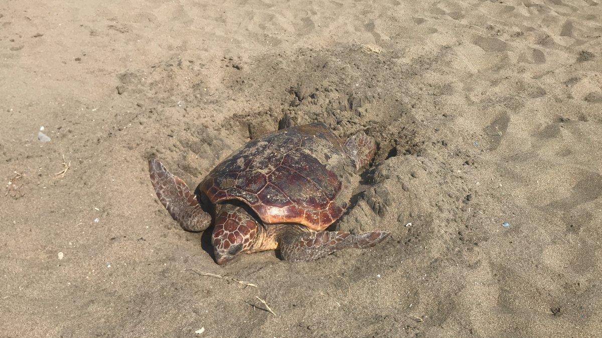 Mersin’de yumurtasını gündüz vakti bırakan caretta caretta