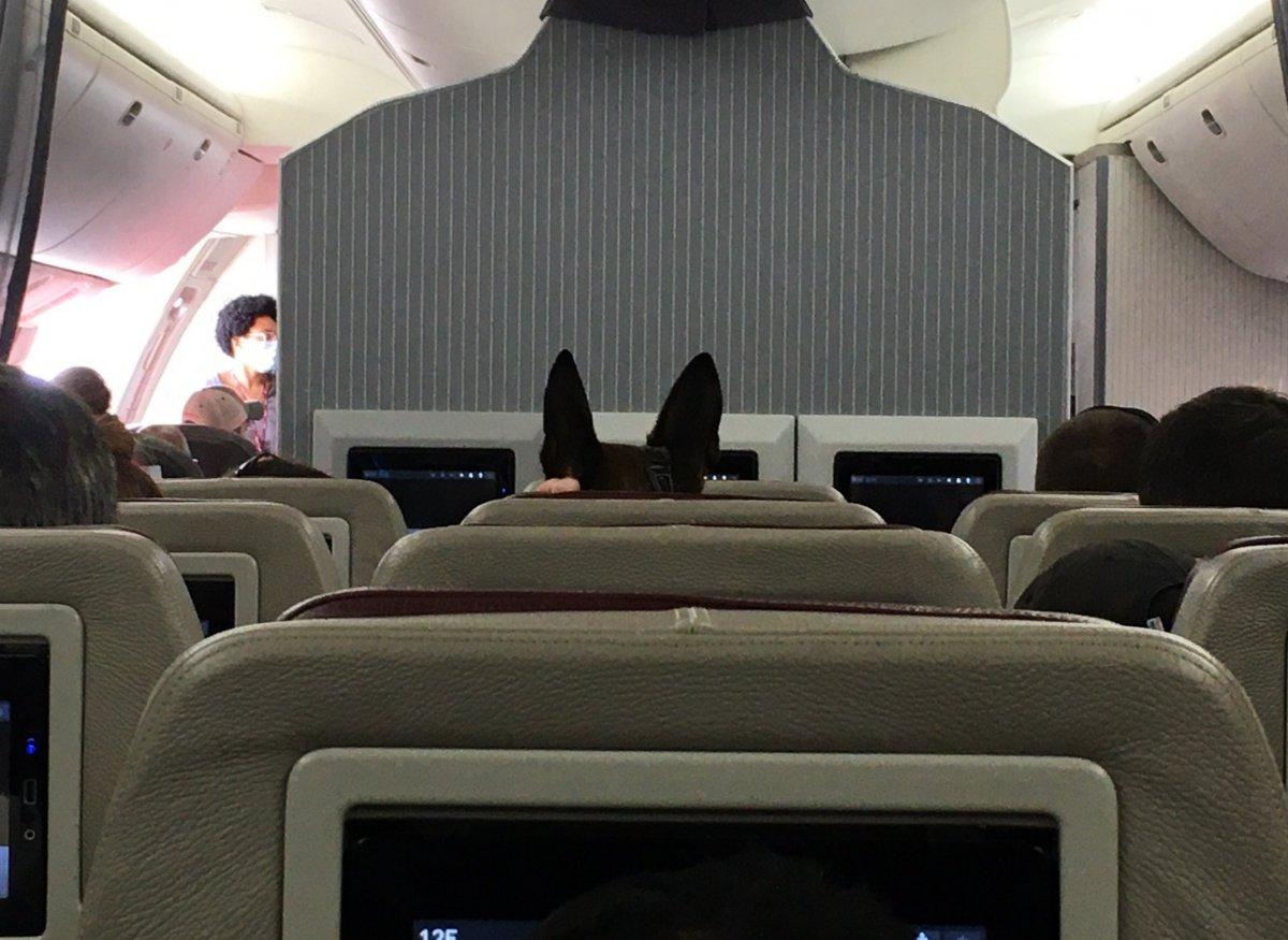 ABD, asker köpeklerini uçakla tahliye etti