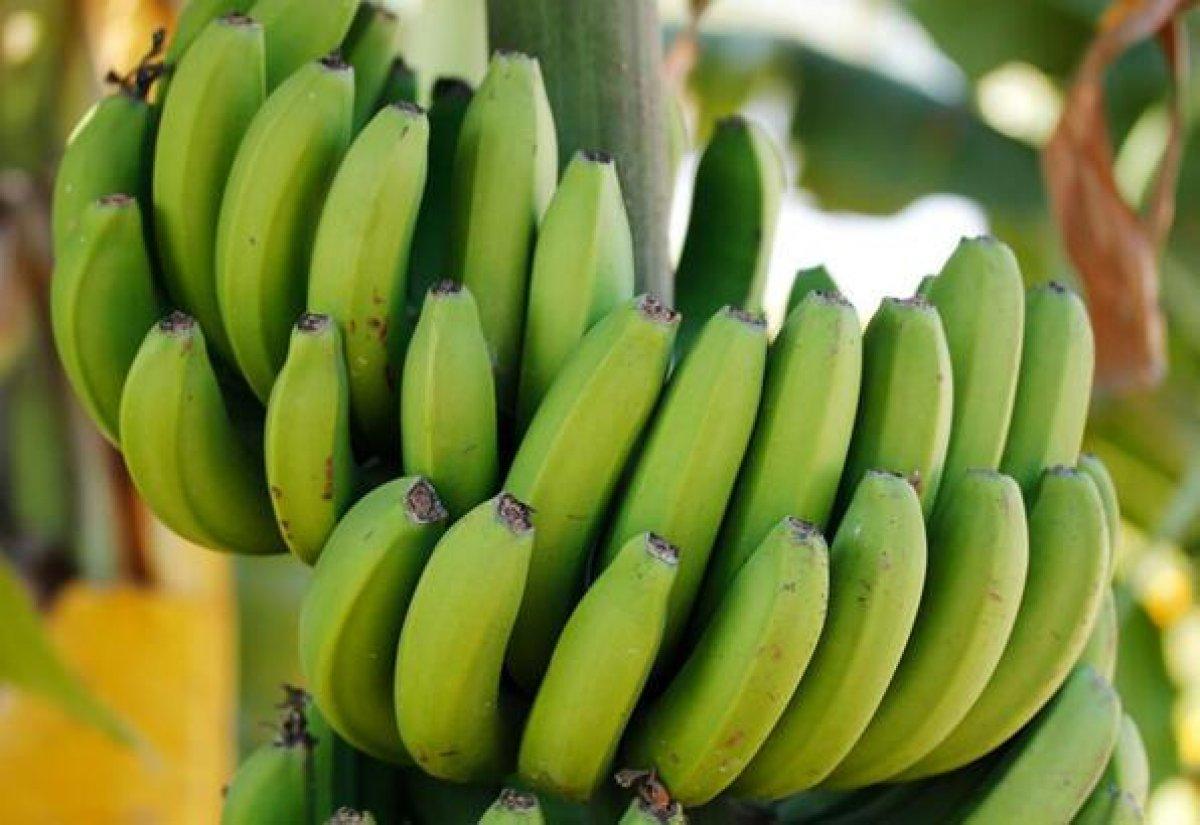 Yeşil ve sarı muz: Hangisi daha sağlıklı?
