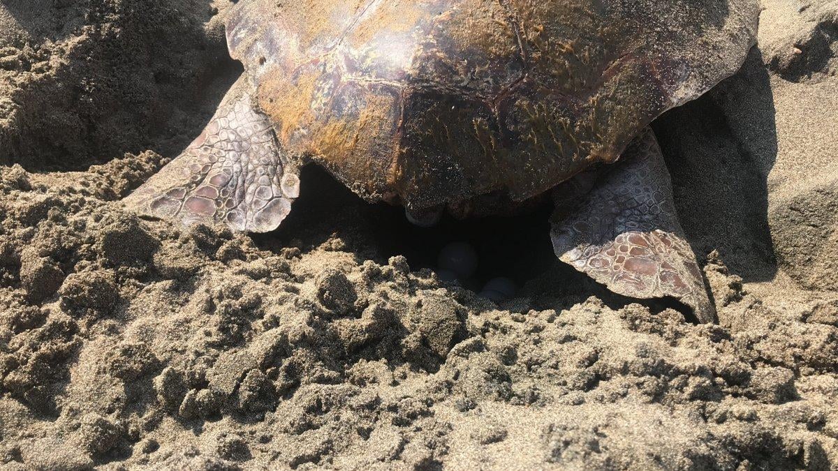Mersin’de yumurtasını gündüz vakti bırakan caretta caretta