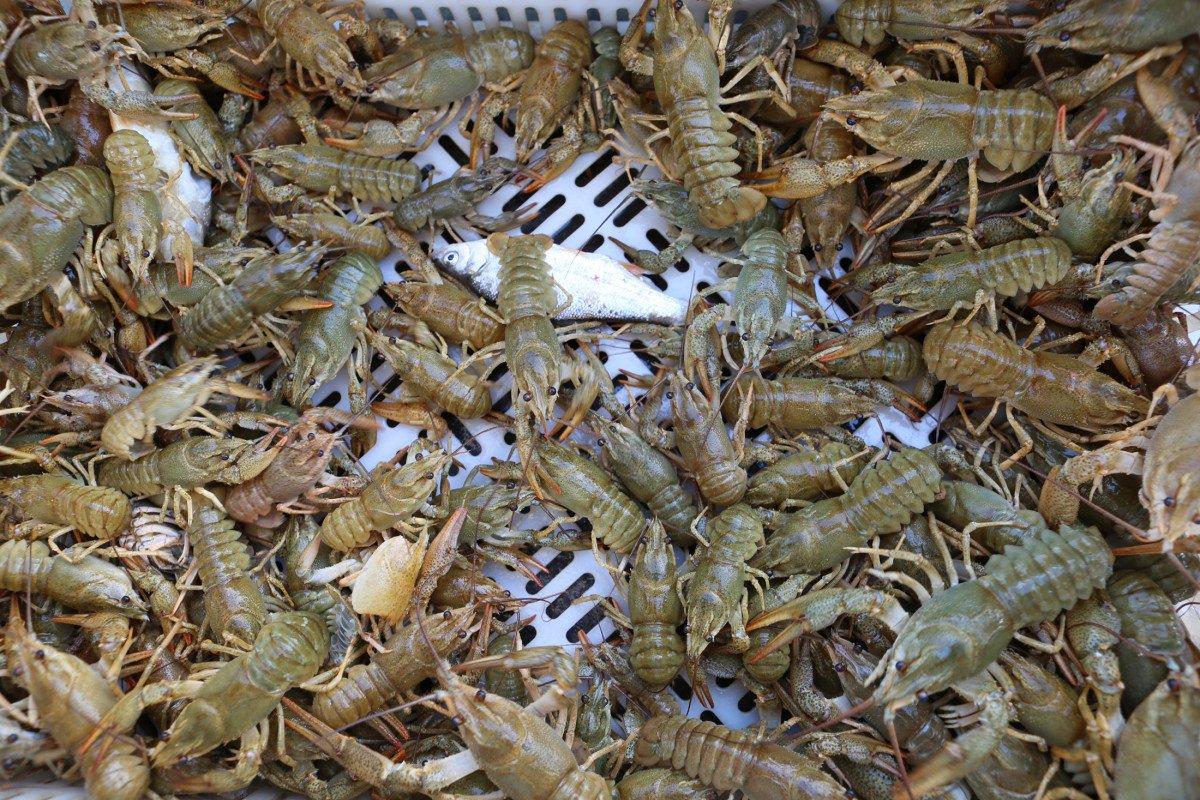 Tuncelili genç, avladığı kerevitten binlerce lira gelir sağlıyor