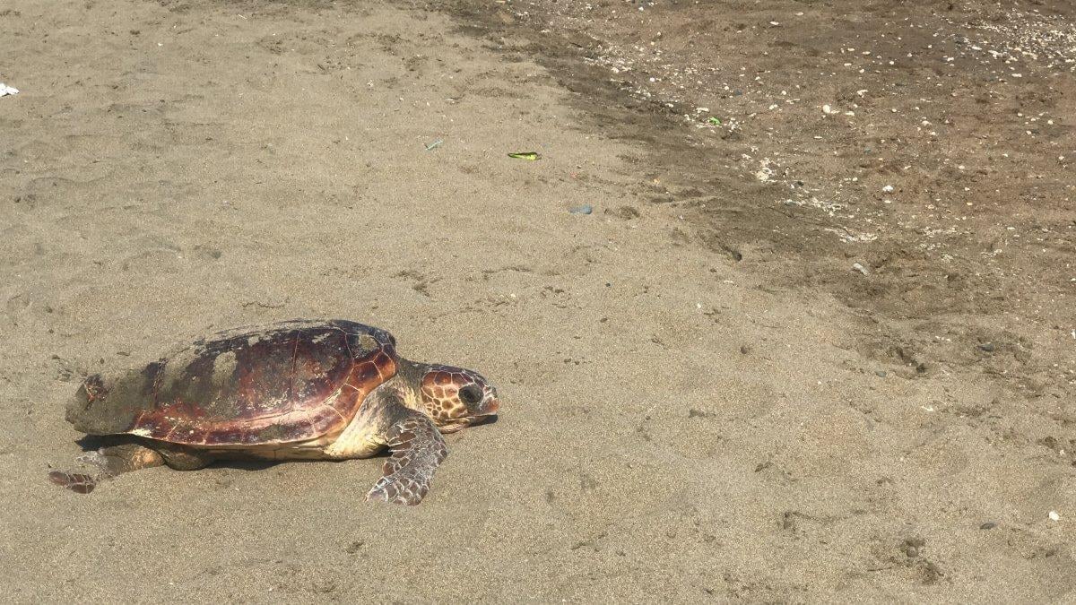 Mersin’de yumurtasını gündüz vakti bırakan caretta caretta