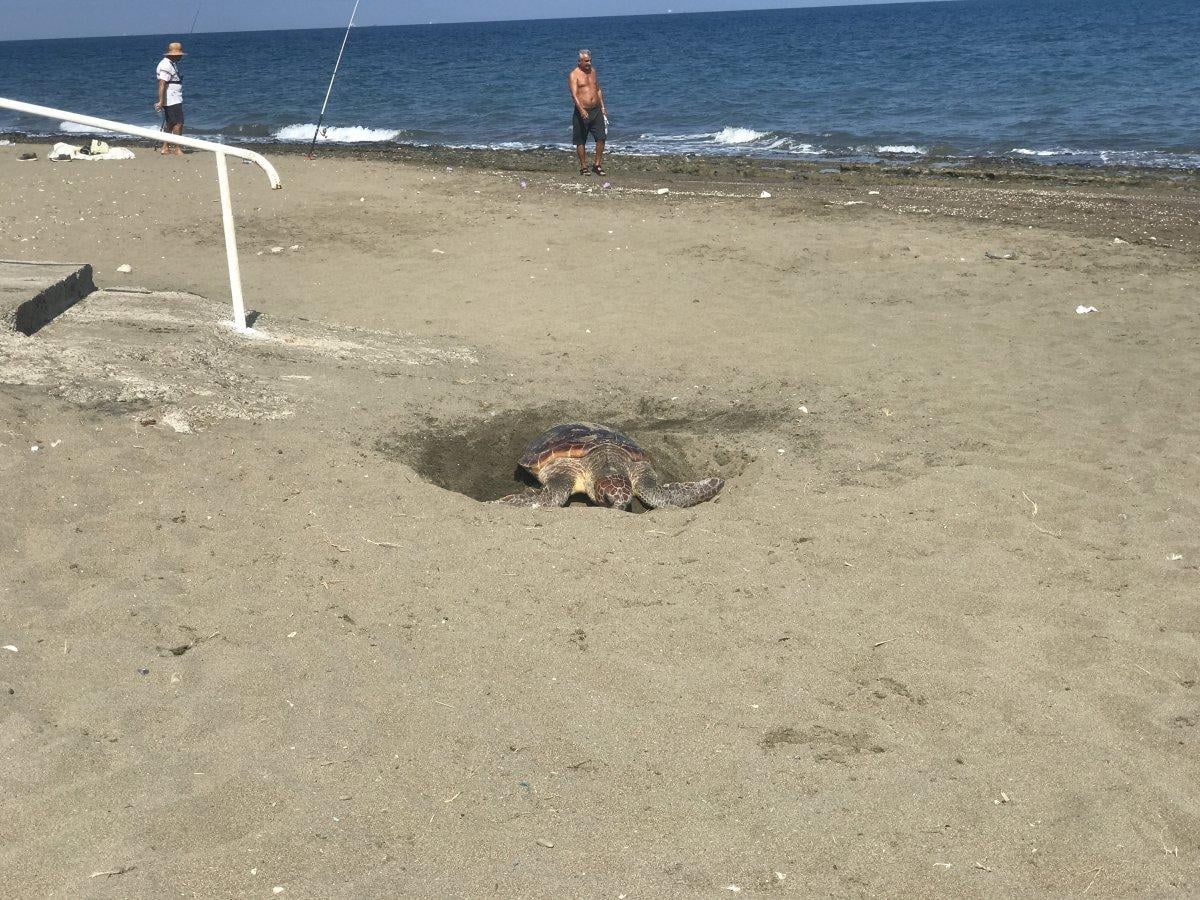 Mersin’de yumurtasını gündüz vakti bırakan caretta caretta