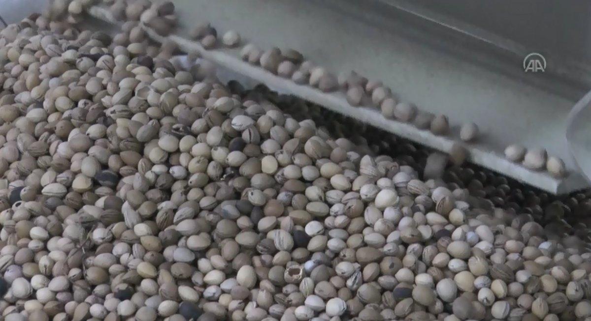 Çekirdekli yastık Almanların gözdesi oldu