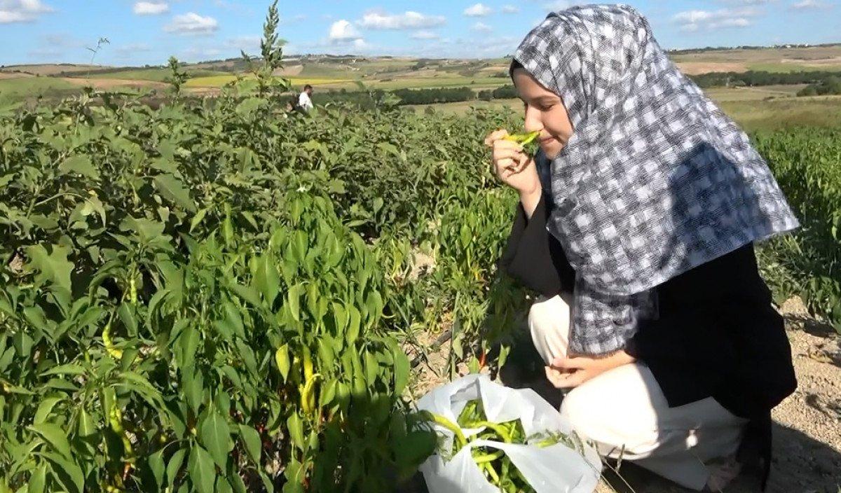 Tarladan topladıklarını satın alıyorlar