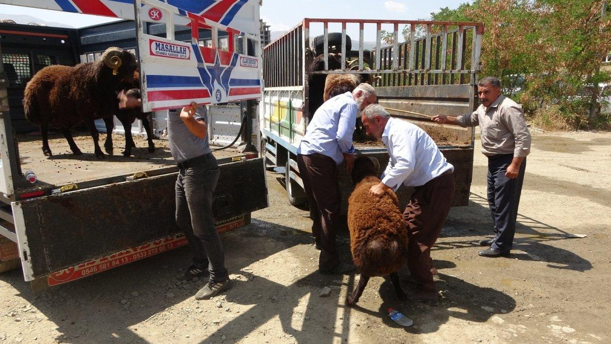 Muş'ta devlet destekli küçükbaş hayvan dağıtıldı