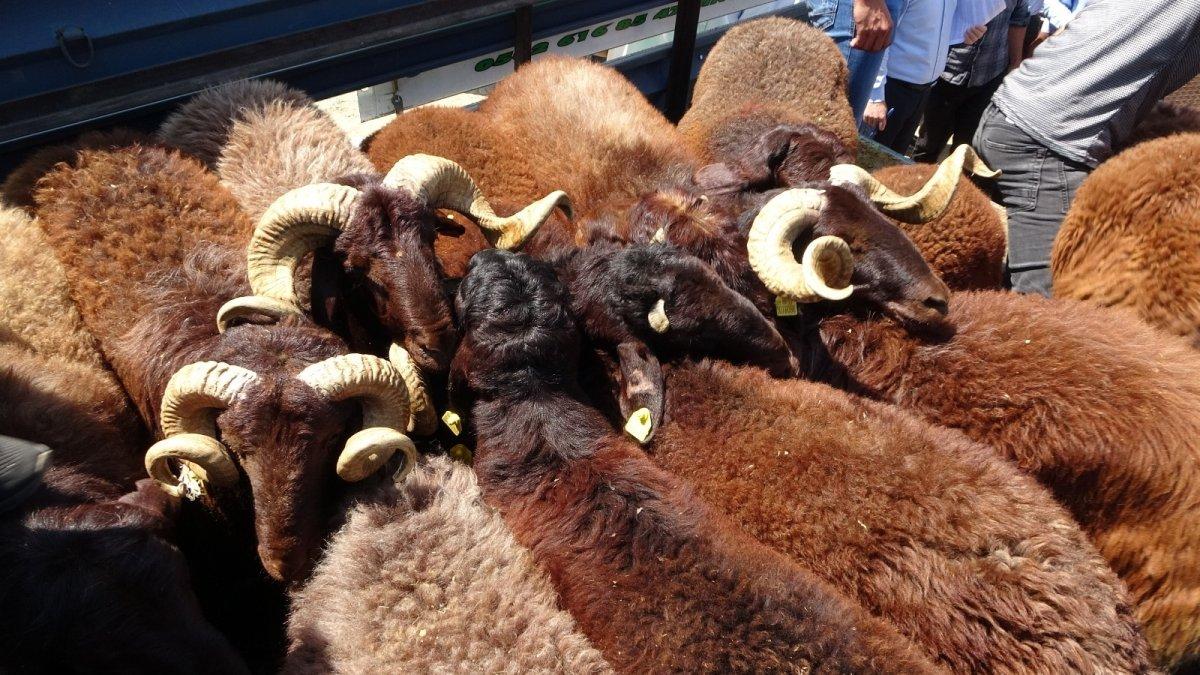 Muş'ta devlet destekli küçükbaş hayvan dağıtıldı