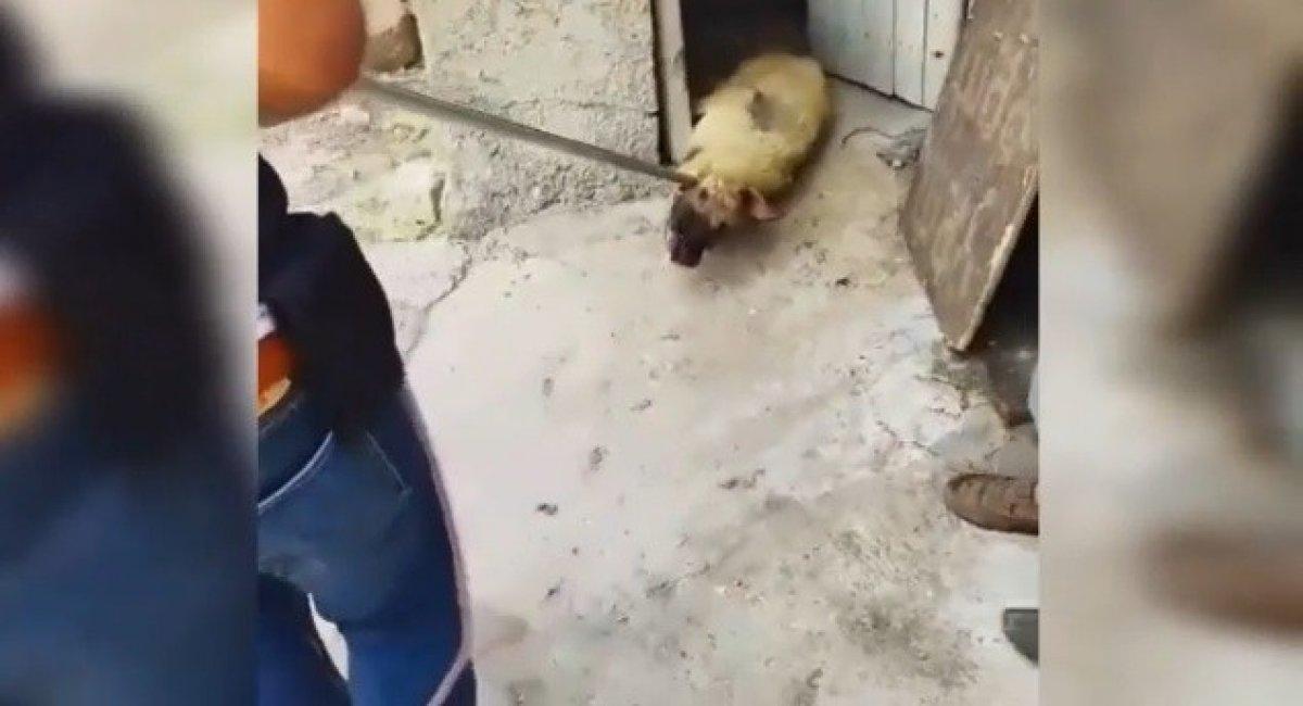 Siverek’te tepki çeken görüntü: Köpeği sürükleyerek çıkarttı