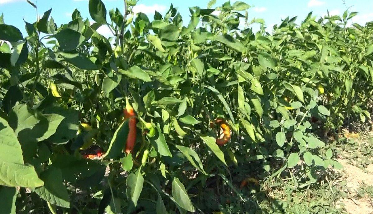 Tarladan topladıklarını satın alıyorlar