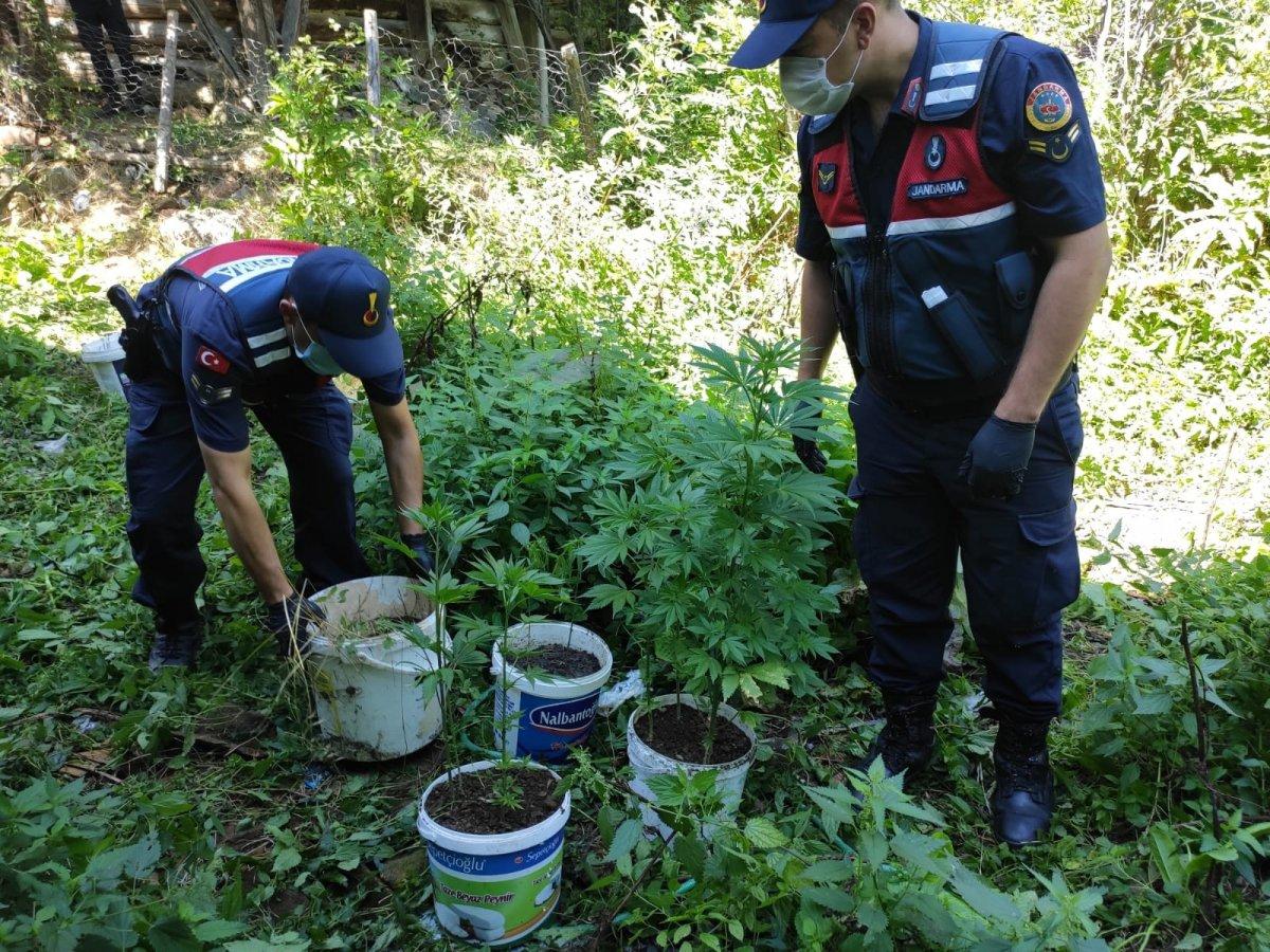 Kastamonu'da evin bahçesini, kenevir tarlasına çevirdi