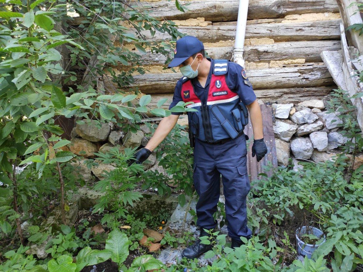 Kastamonu'da evin bahçesini, kenevir tarlasına çevirdi
