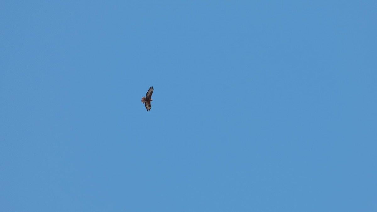 Manavgat'ta yanan ormanda ilk hayıtlar filizlendi