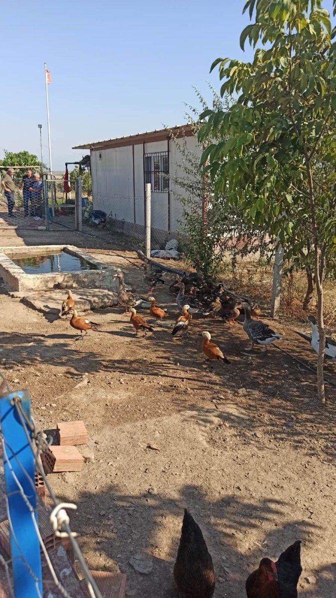 Manisa’da kümesinde angut bulundu, cezayı yedi