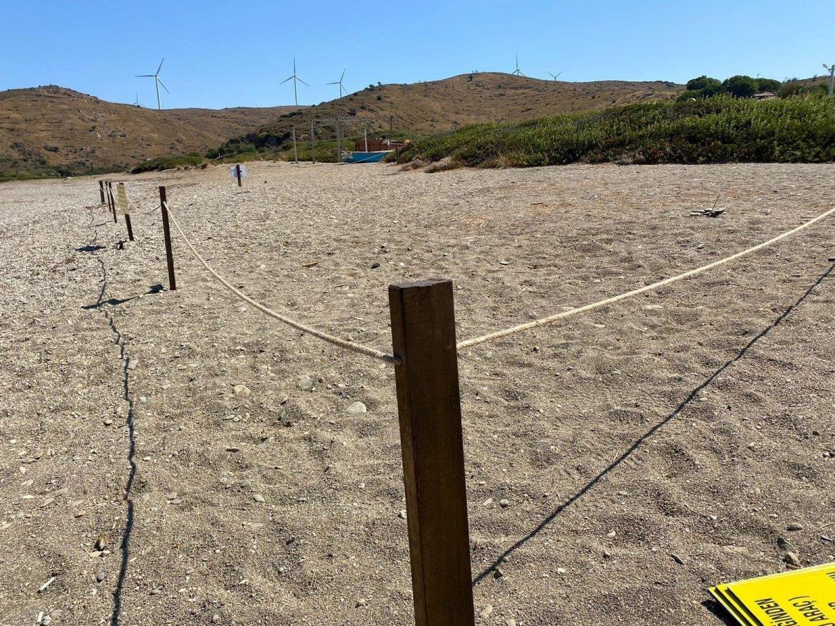 İzmir'de çiçek açan kum zambaklarını koparmanın cezası 80 bin TL