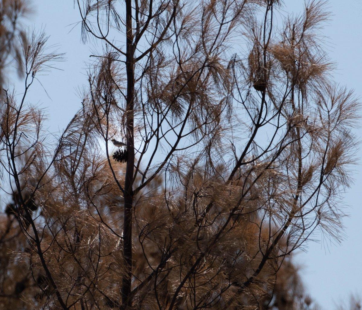 Manavgat'ta yanan ormanda ilk hayıtlar filizlendi