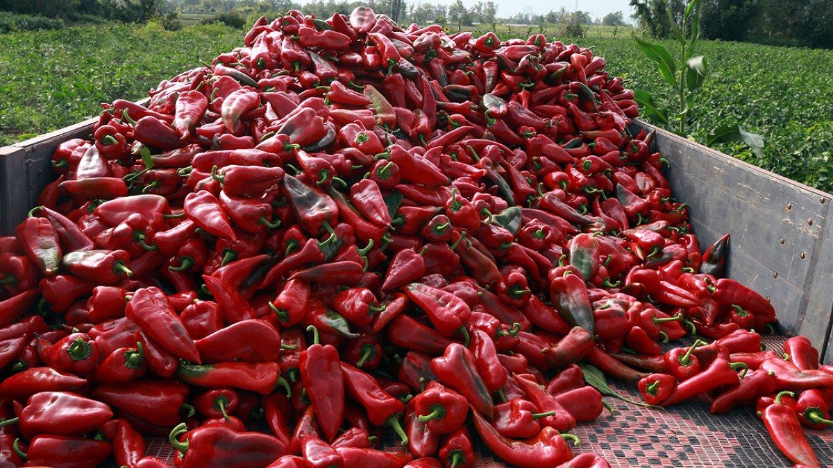 Mide yanmasına ve reflüye neden olan 10 besin